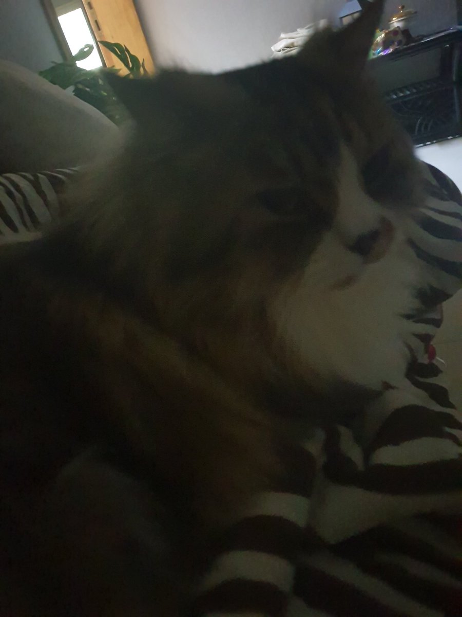 ItzOli22🦇💙| 🔞 tweet media