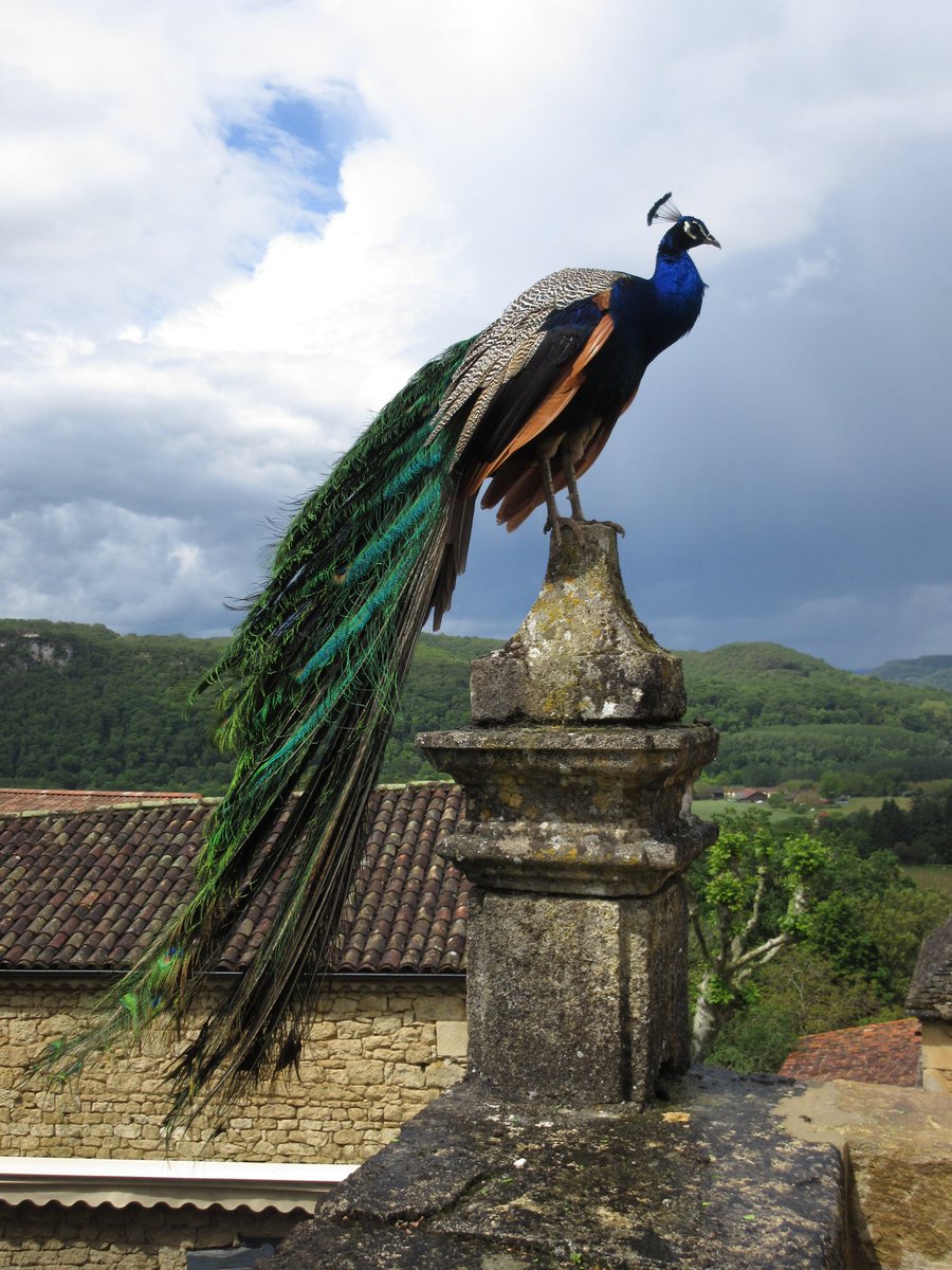 Gabriel Finkelstein tweet media