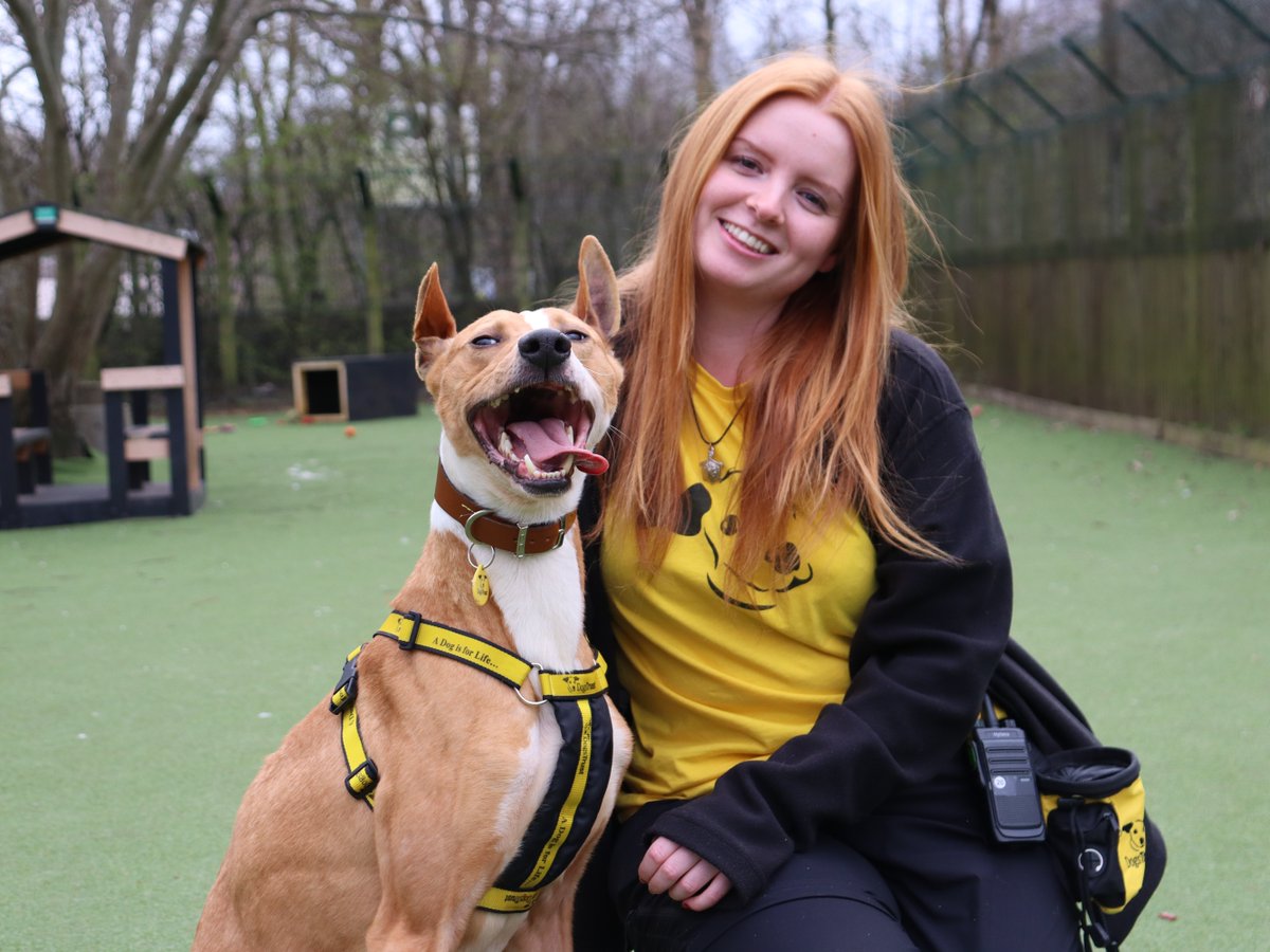 Handsome Harry is all ears to find his new family! 😍💙

This friendly fella has lots of love to give and he's going to make a wonderful addition to a home! 🐕💖