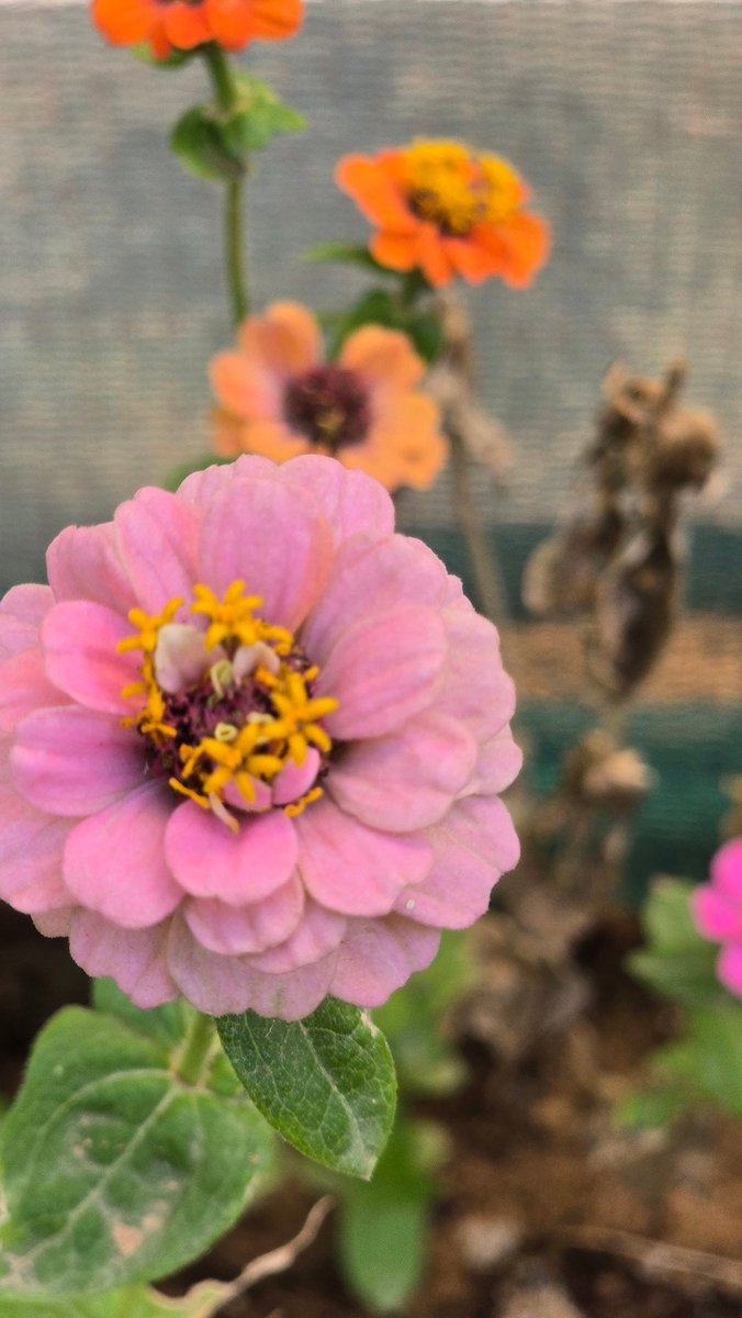 حـــــ🌹ـــــديقة الــــ🌹ـــجوري tweet media