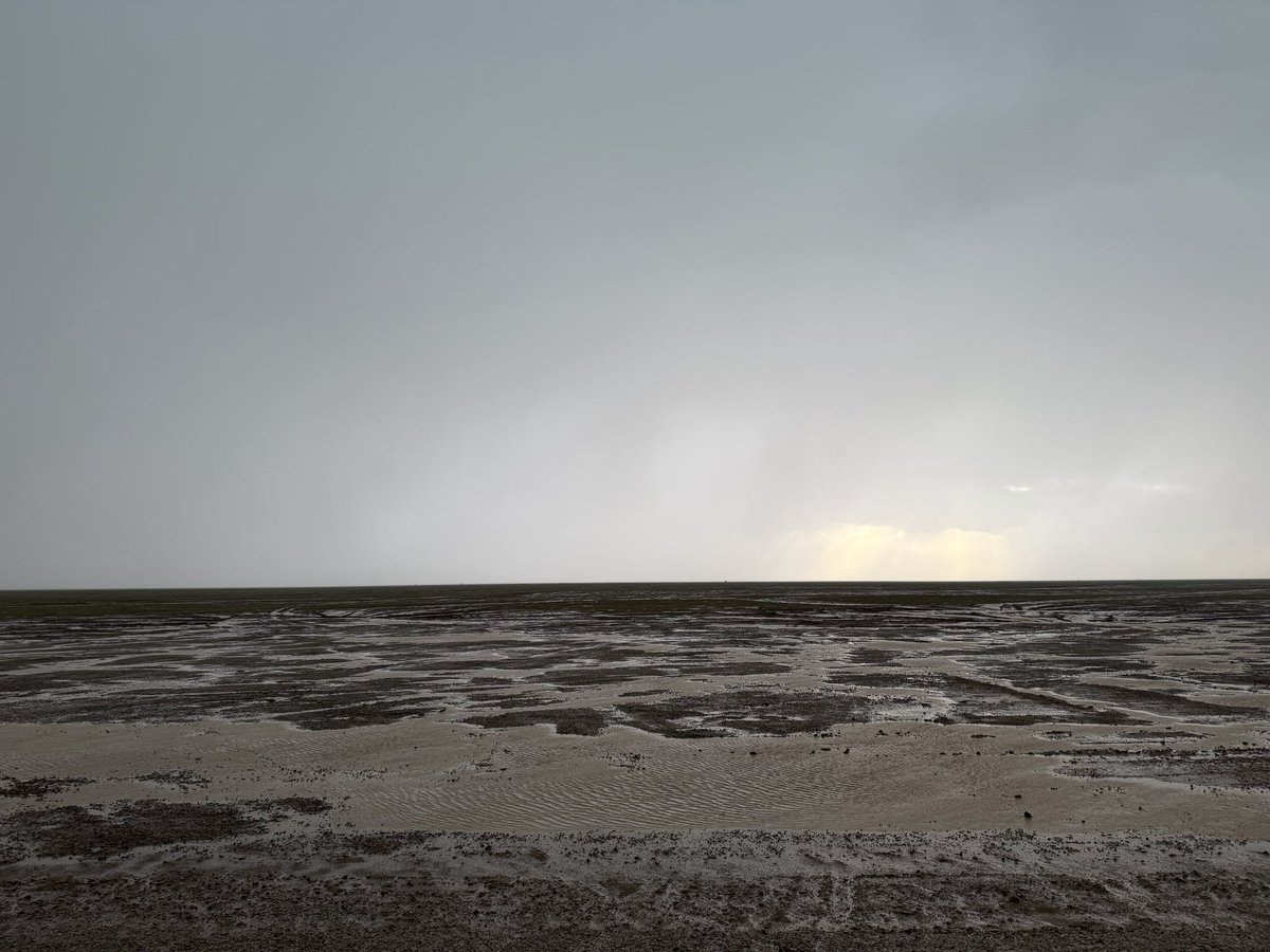 مطر الربيع tweet media