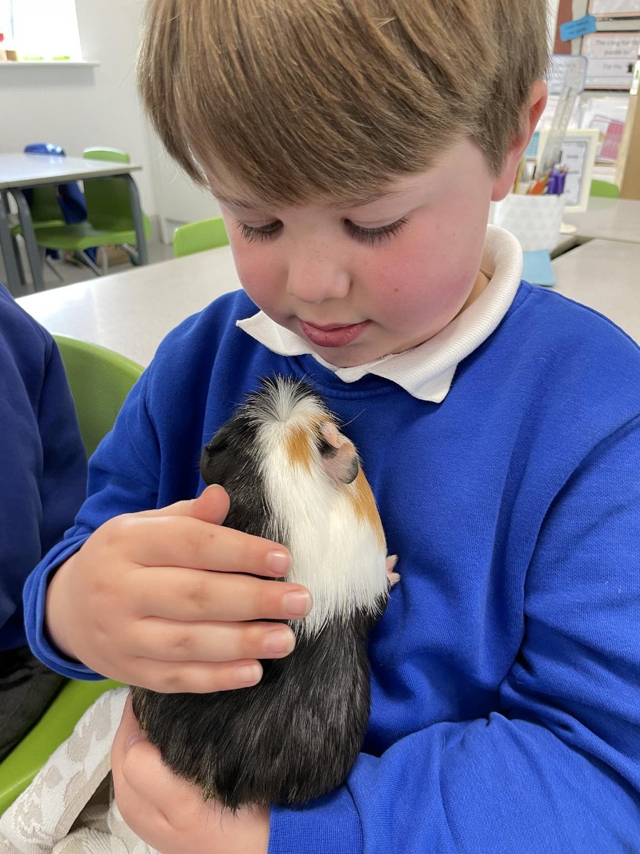 StanningtonFir2's tweet photo. A huge thank you to all of the West family for bringing us their guinea pigs for our Olga Da Polga topic in English. We have learnt so many facts about caring for guinea pigs and we’ve loved having lots of cuddles too! https://t.co/UyOsyypDfC