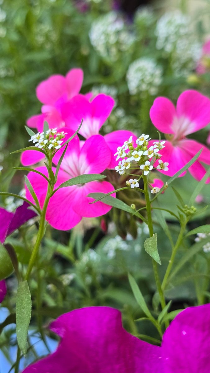 حـــــ🌹ـــــديقة الــــ🌹ـــجوري tweet media