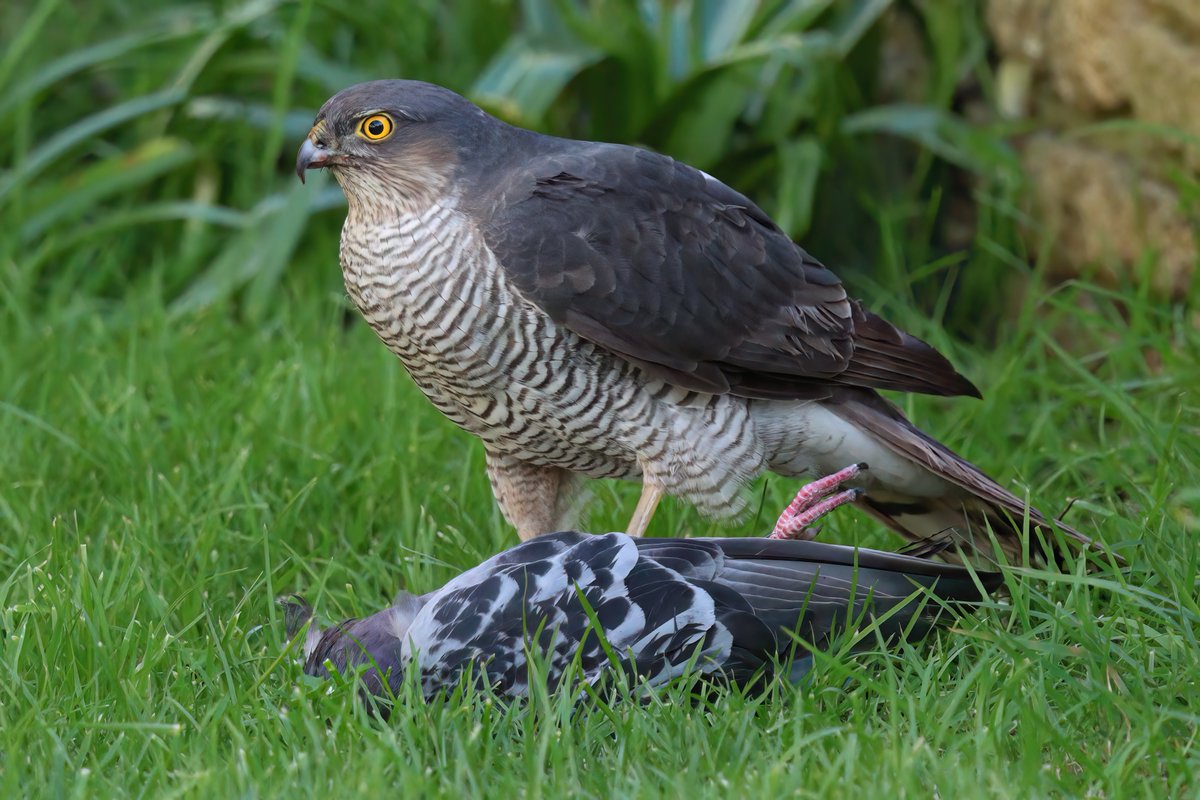 Graham Jaggard tweet media