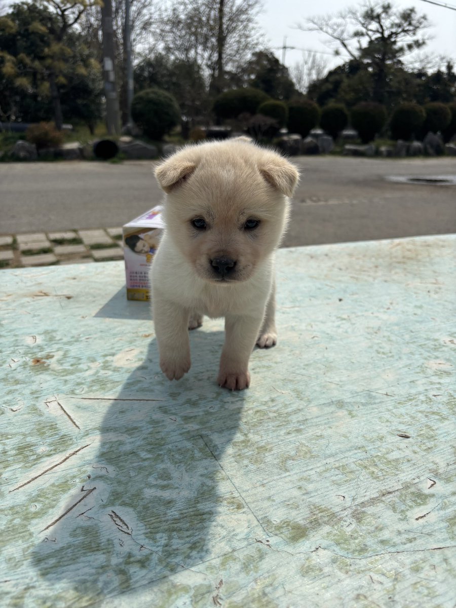 부산동물보호센터 봉사자😎 tweet media