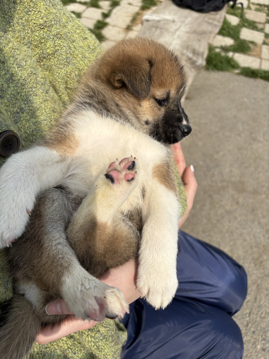 부산동물보호센터 봉사자😎 tweet media