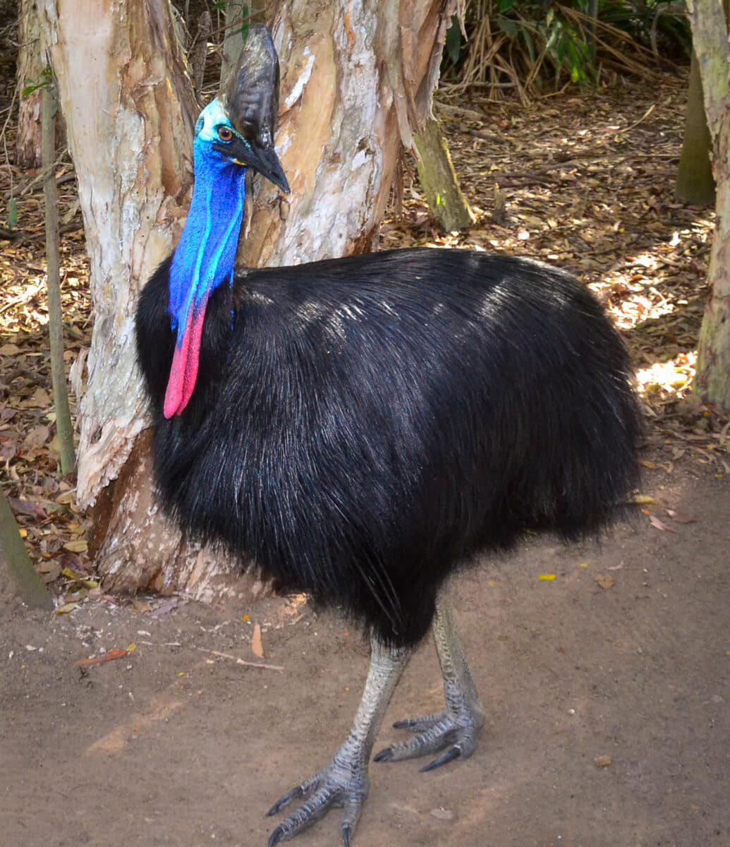 bitterepiphany's tweet photo. @Lex_cat11 The cassowary in Australia is basically a dinosaur lol https://t.co/YxTwAtgqHv