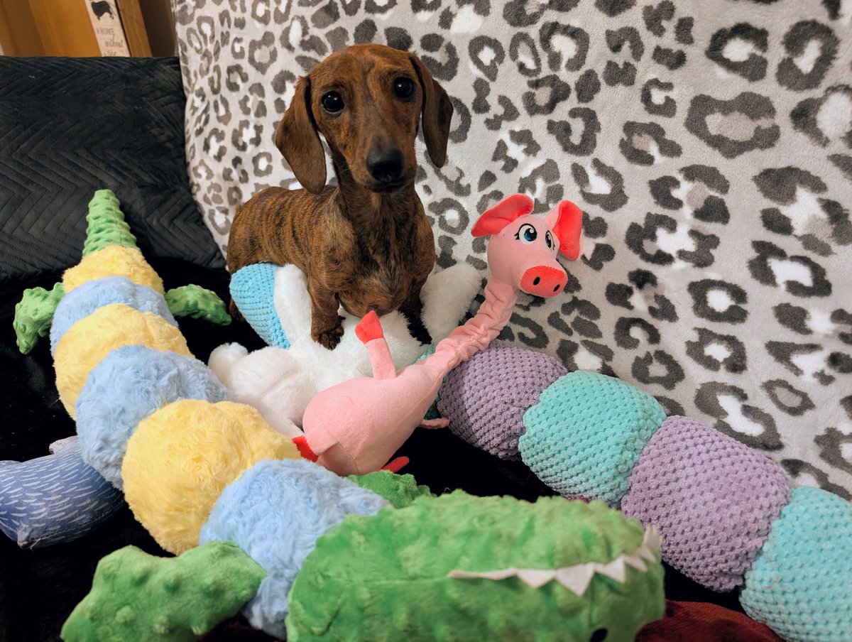 Dexter, Poppy, Marvin, Alvin, Vincent & Bluebelle tweet media