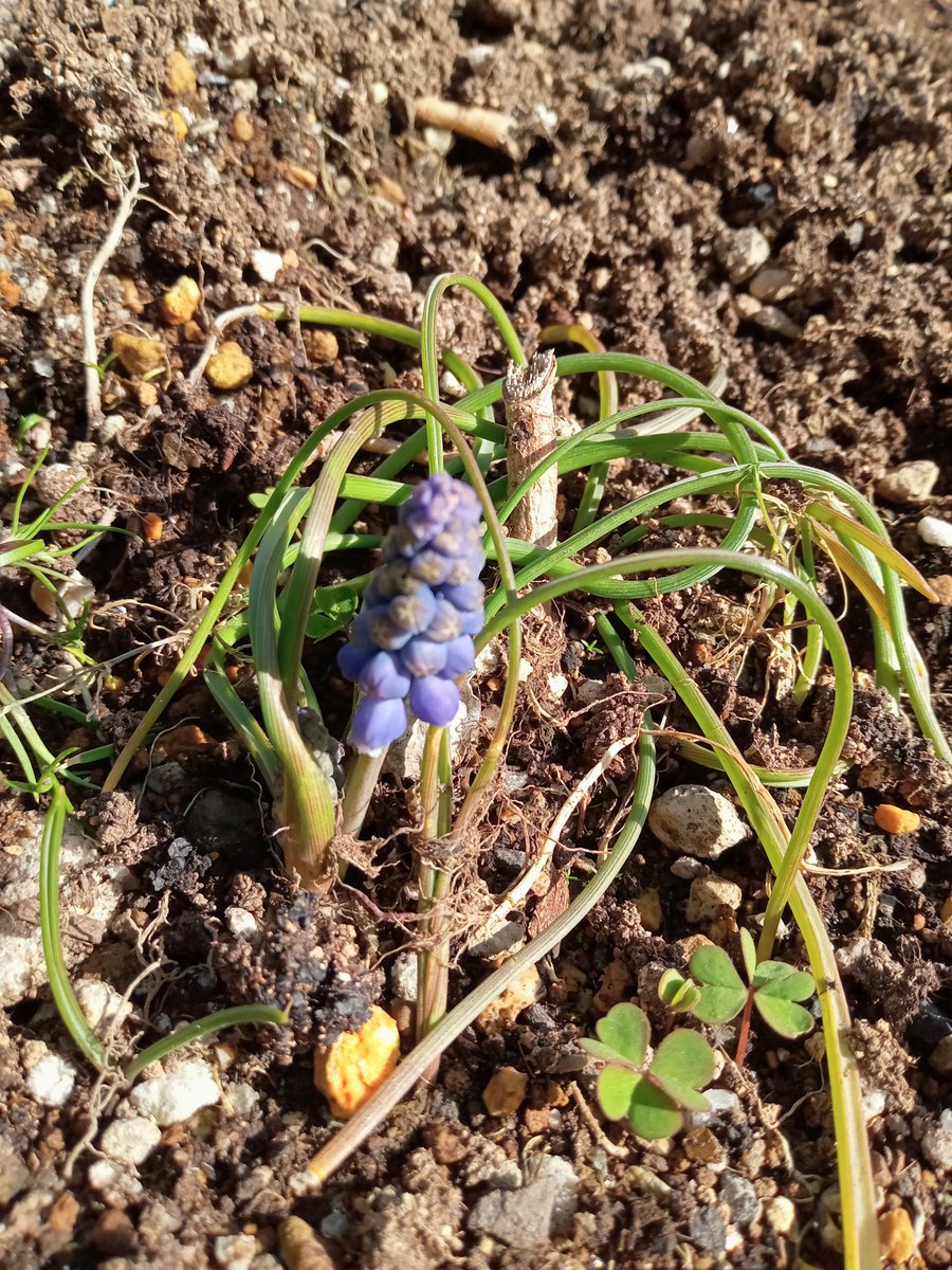 だげじー👷🌻💘　直ぐにポスト出来なくなるがなぁ😮‍💨いいねはしていくのでスンマソン🙇 tweet media