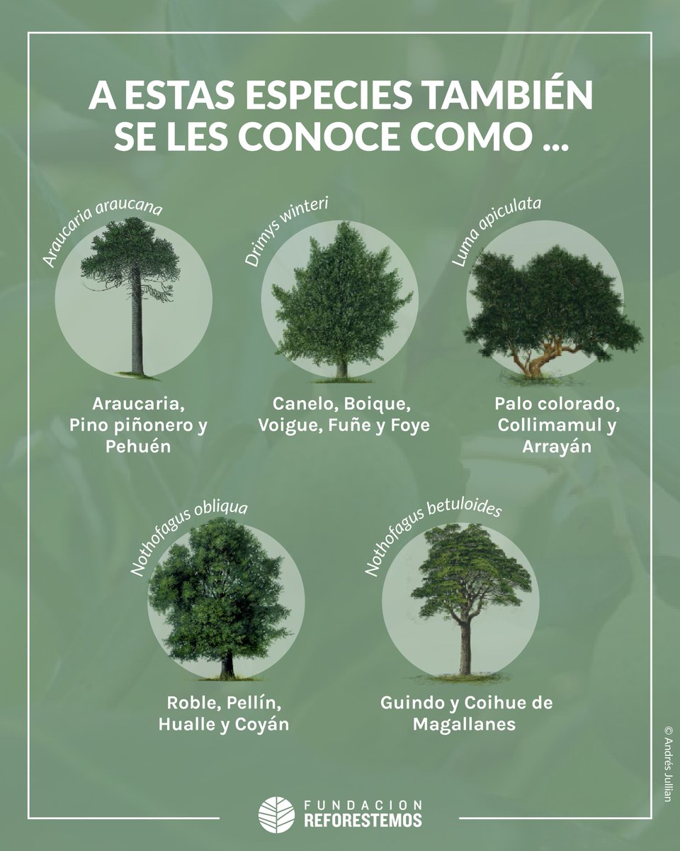 Fundación Reforestemos tweet media