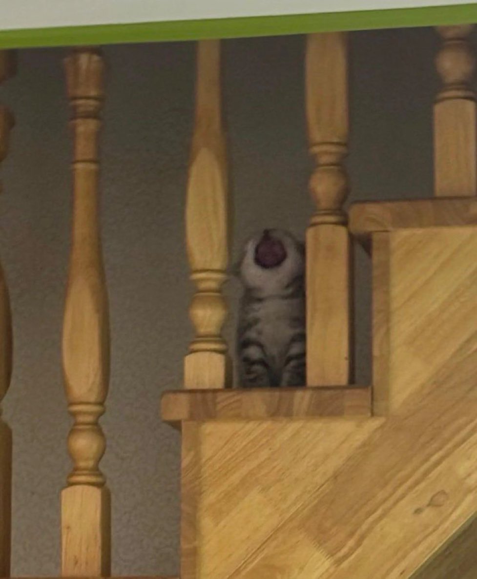 Diana🇲🇽🏳️‍⚧️🍋‍🟩 tweet media