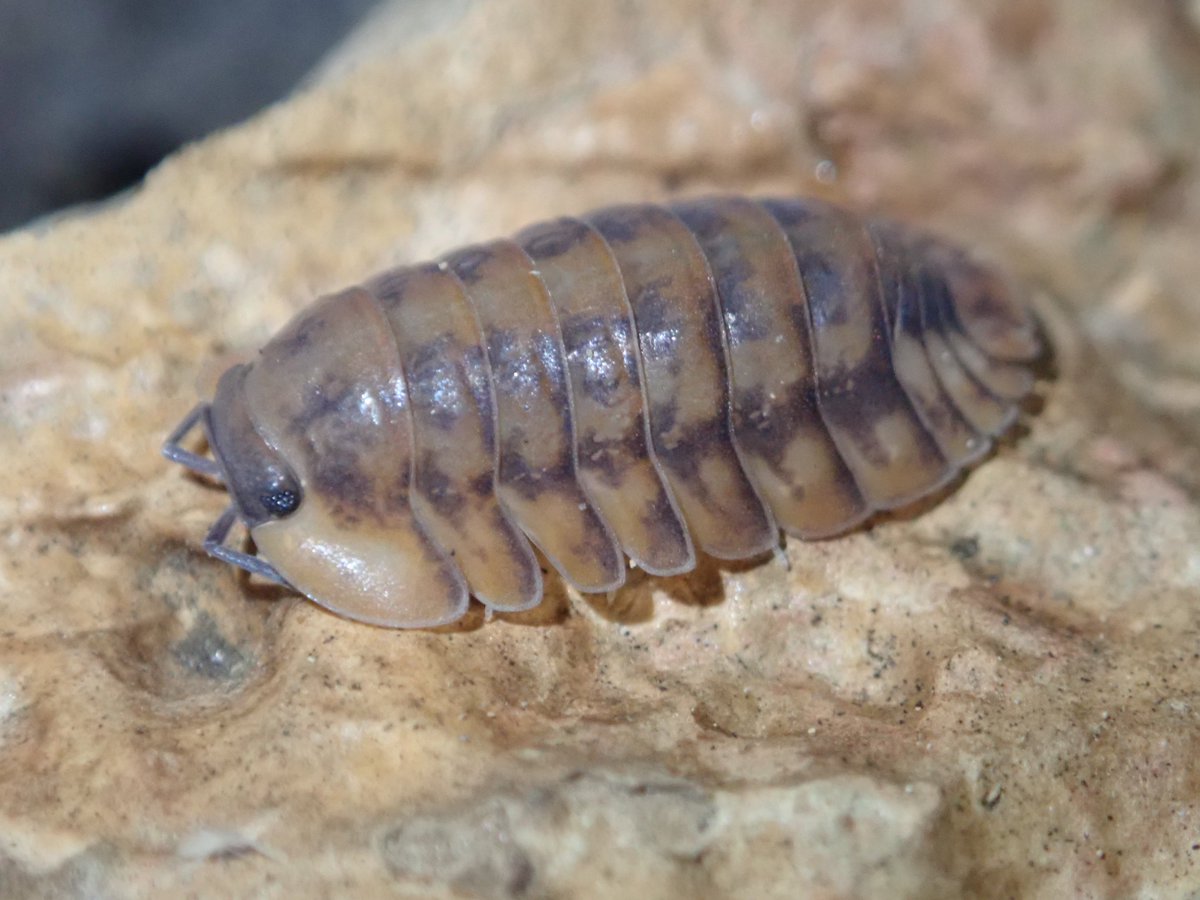 あまやどり tweet media