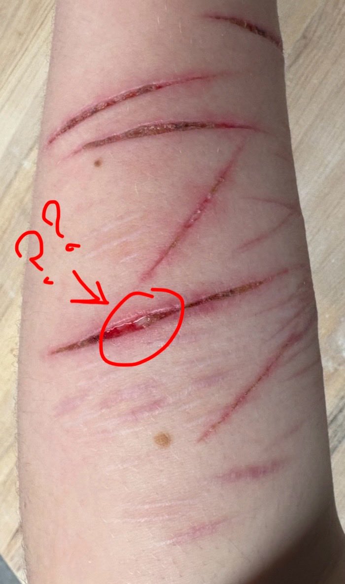 creature of shtwt tweet media