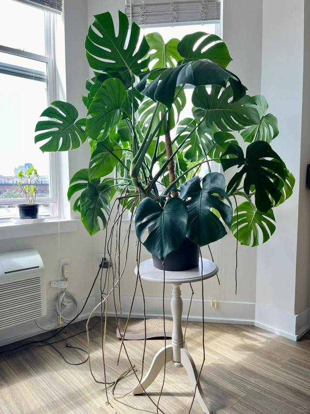 tahreemijaz tweet media