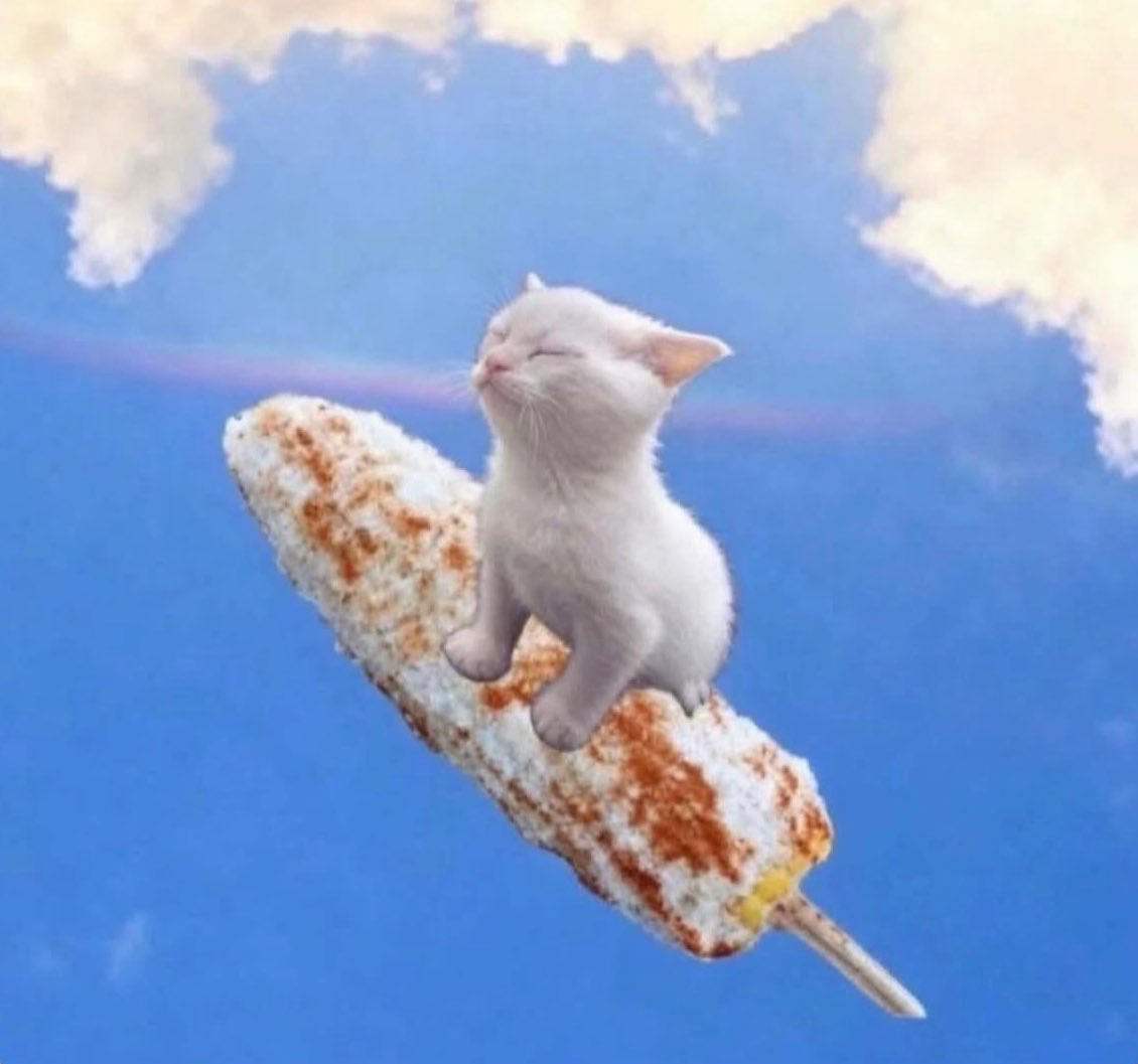 gatos fazendo gatices tweet media