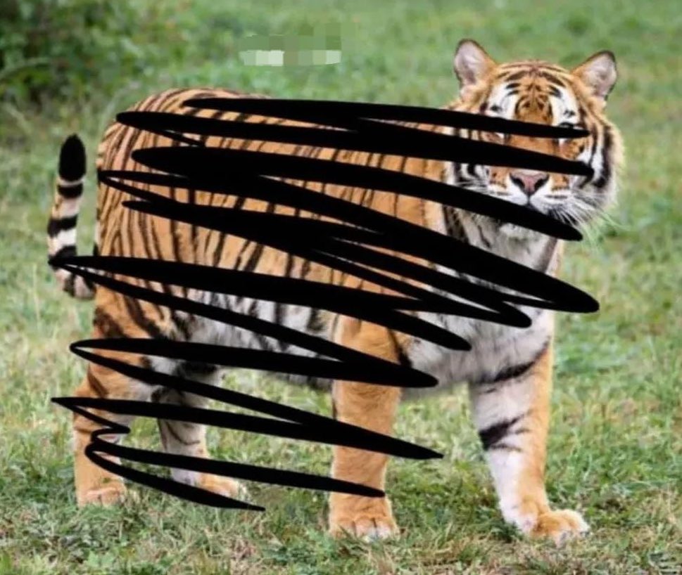 If anyone can guess this animal, I will skip work next week