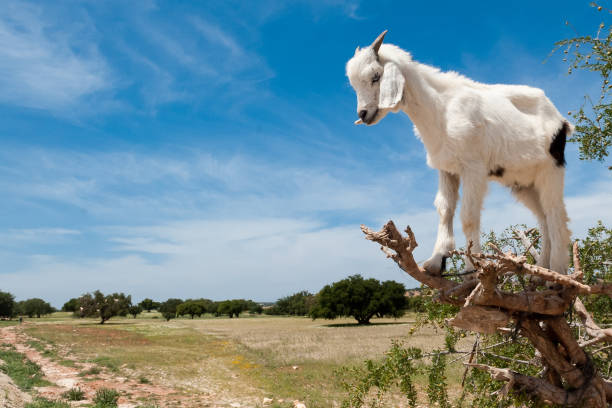 Sama Hoole tweet media