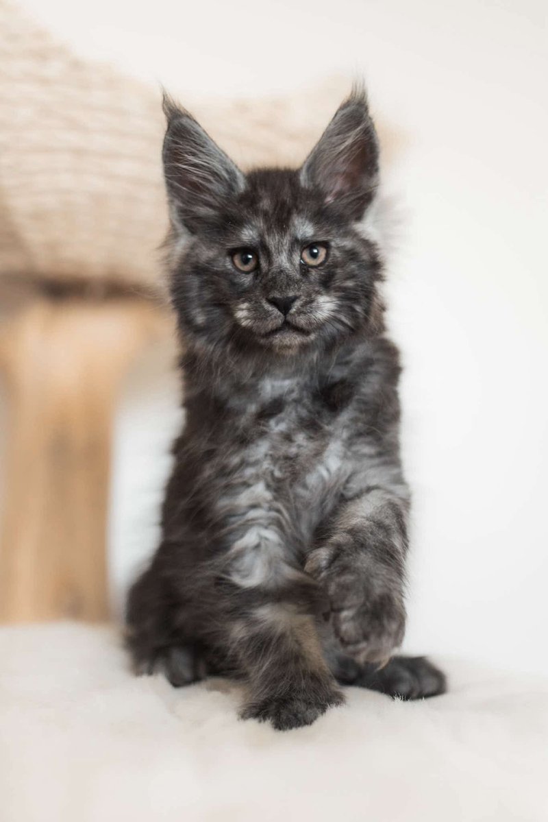 ExO Chantal | ObsSojourn tweet media