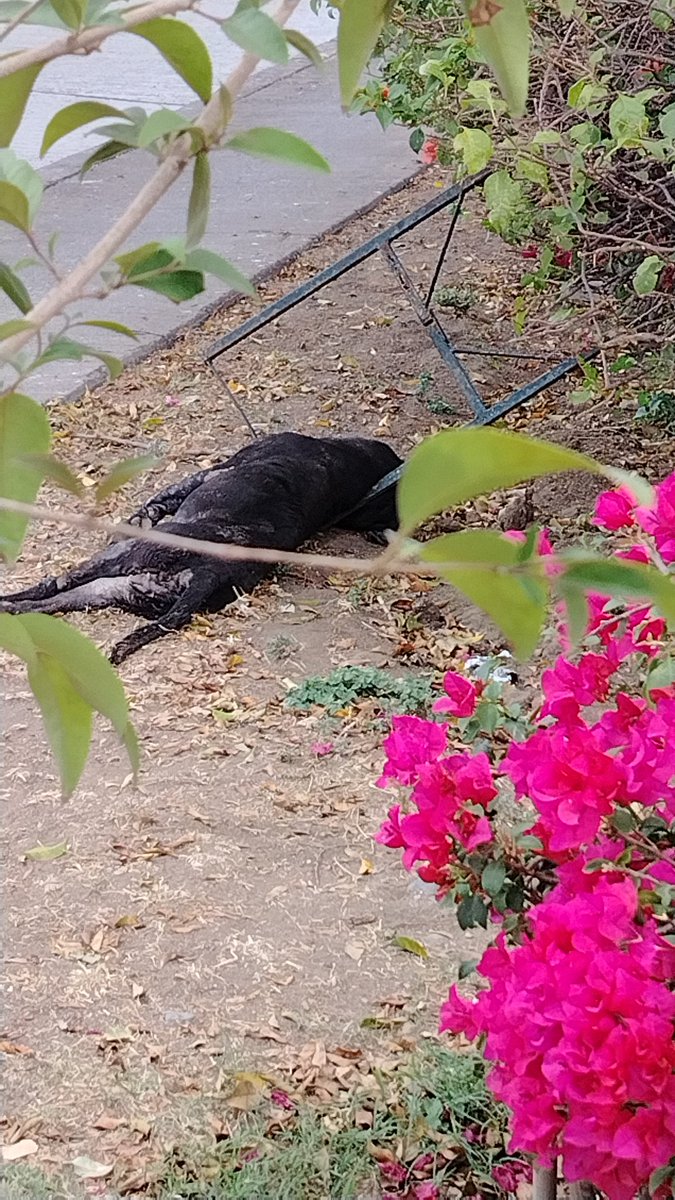 Carlos Ramírez tweet media