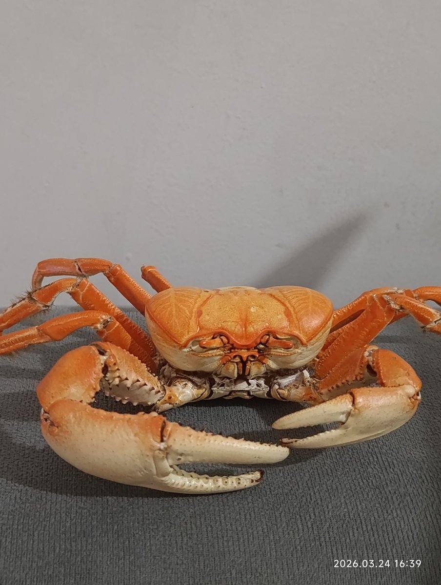 Luis Chinchila (viscacha) tweet media