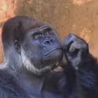 Cegerxwin tweet media