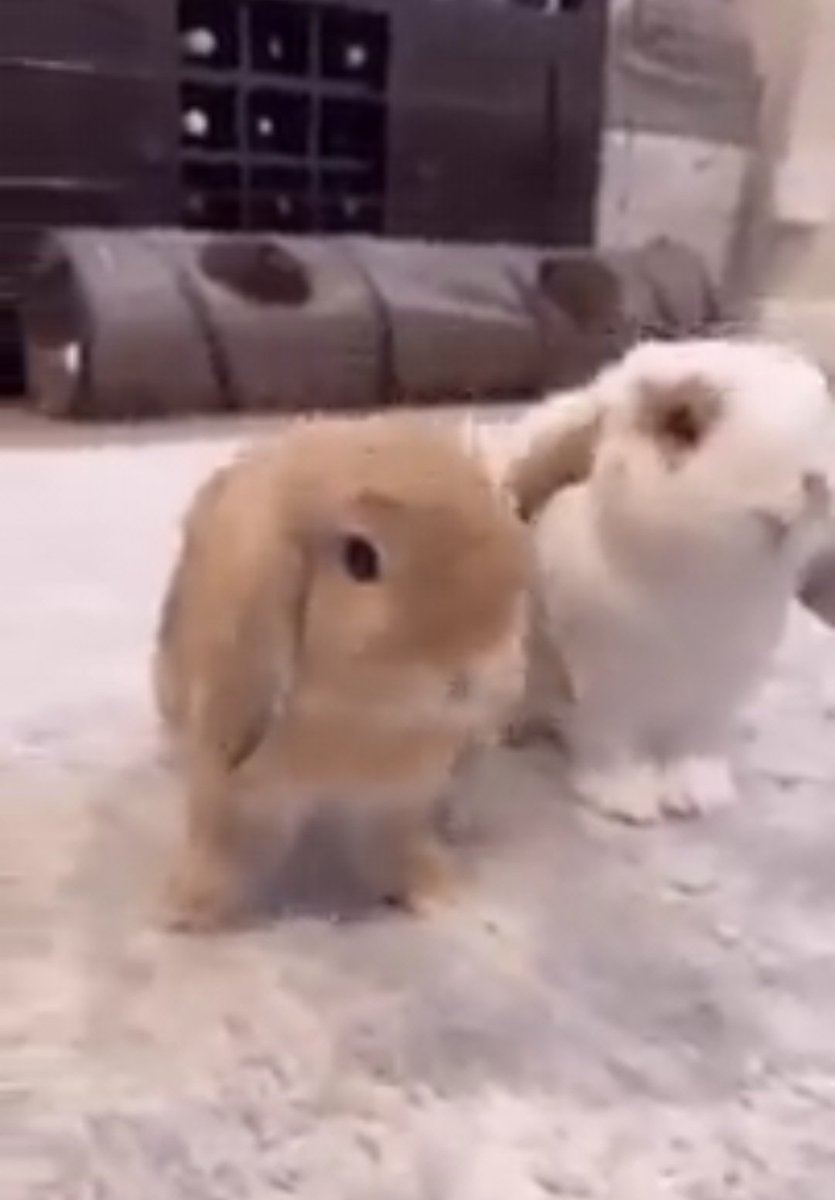 Bad Girl Alina💜 tweet media