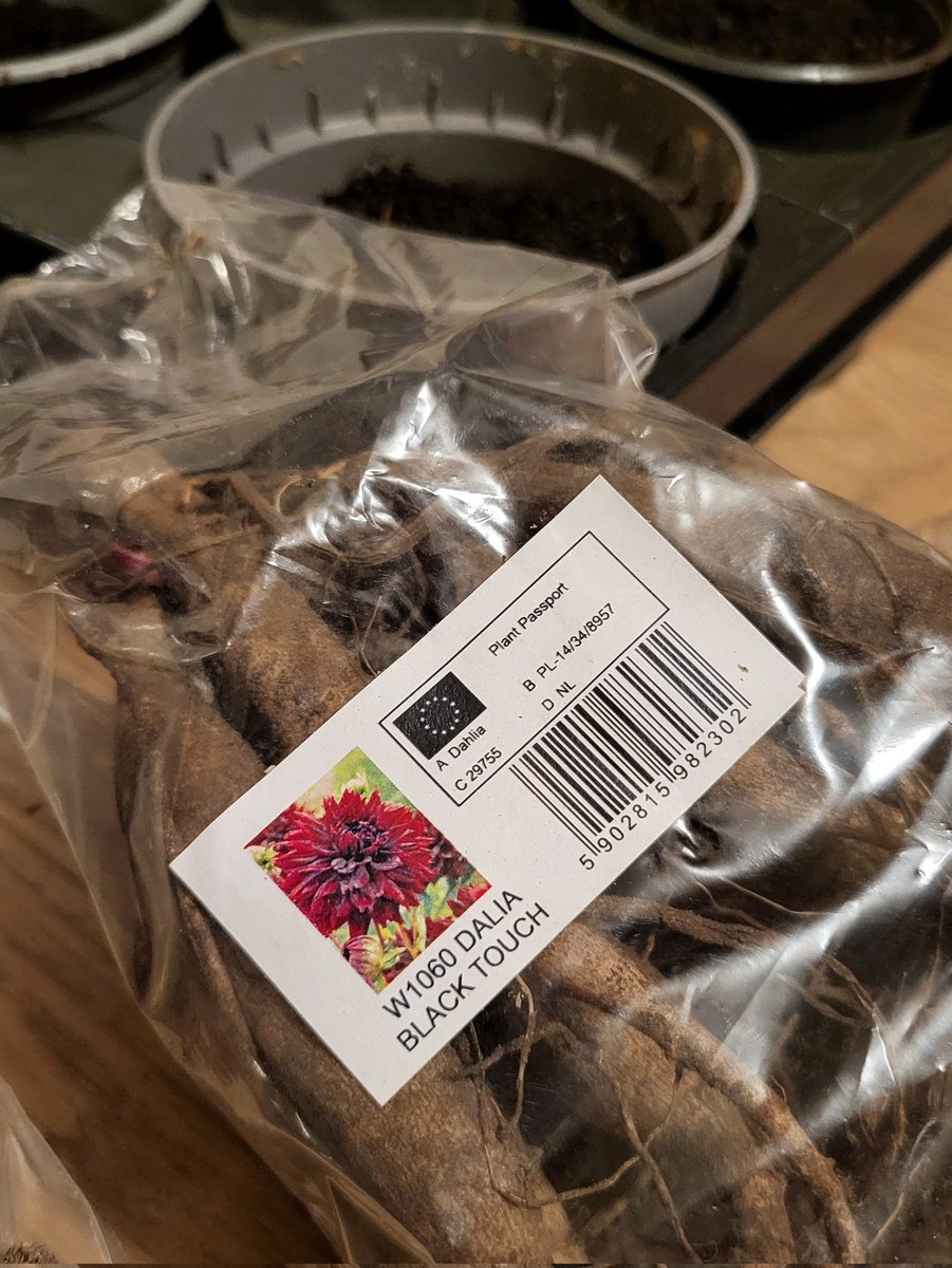 laentya's tweet photo. waiting for the new dahlia season 🖤🌸 https://t.co/vEnD12QBRQ