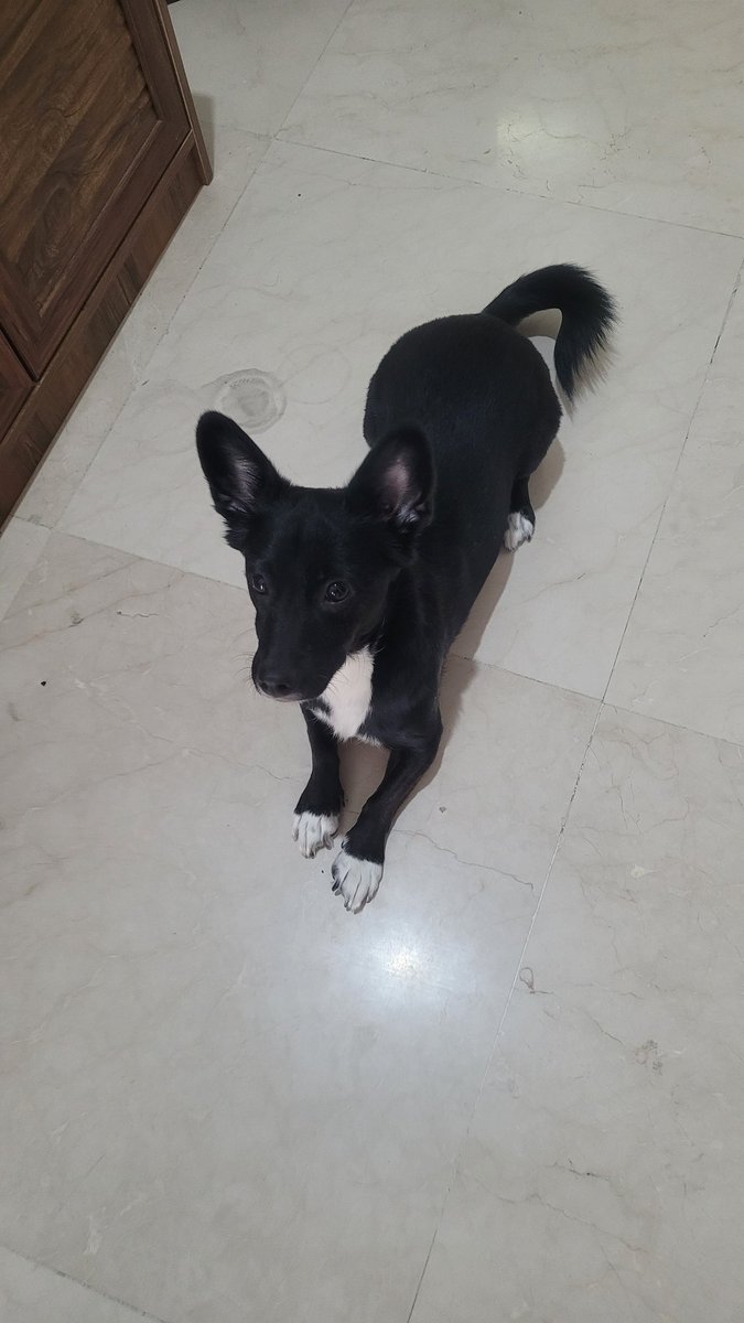 Dr. Saman Ghaffari دکتر سامان غفاری tweet media