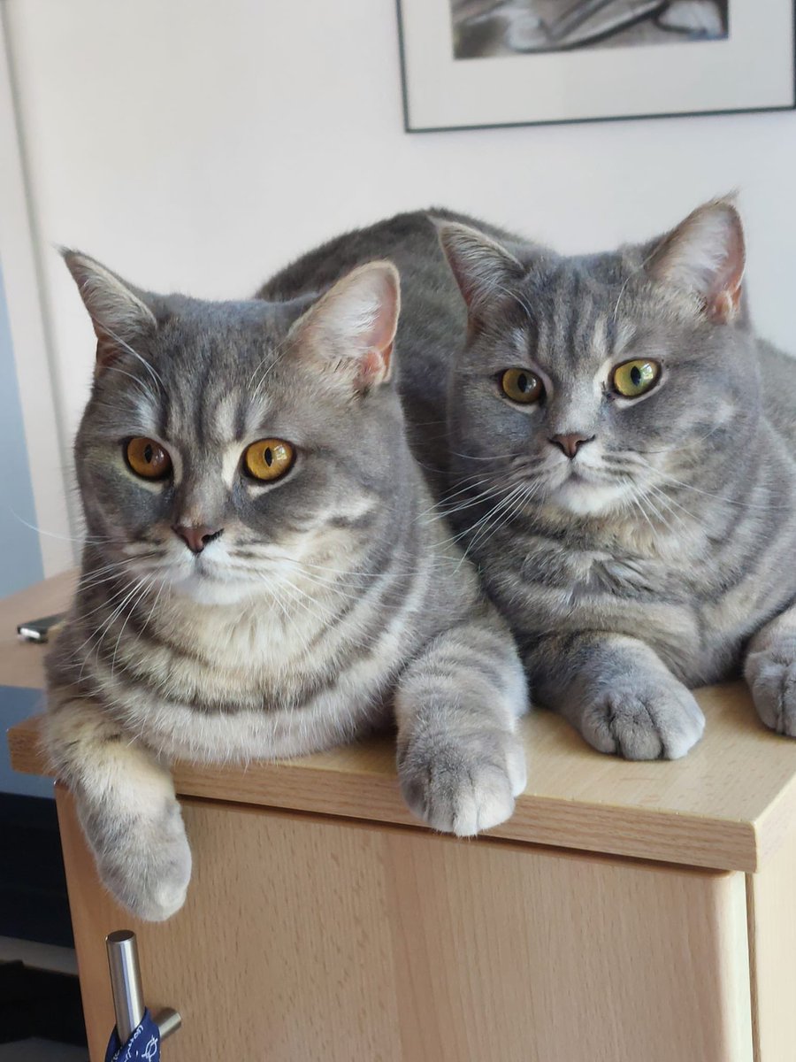 Matthijs Nieuwendijk tweet media