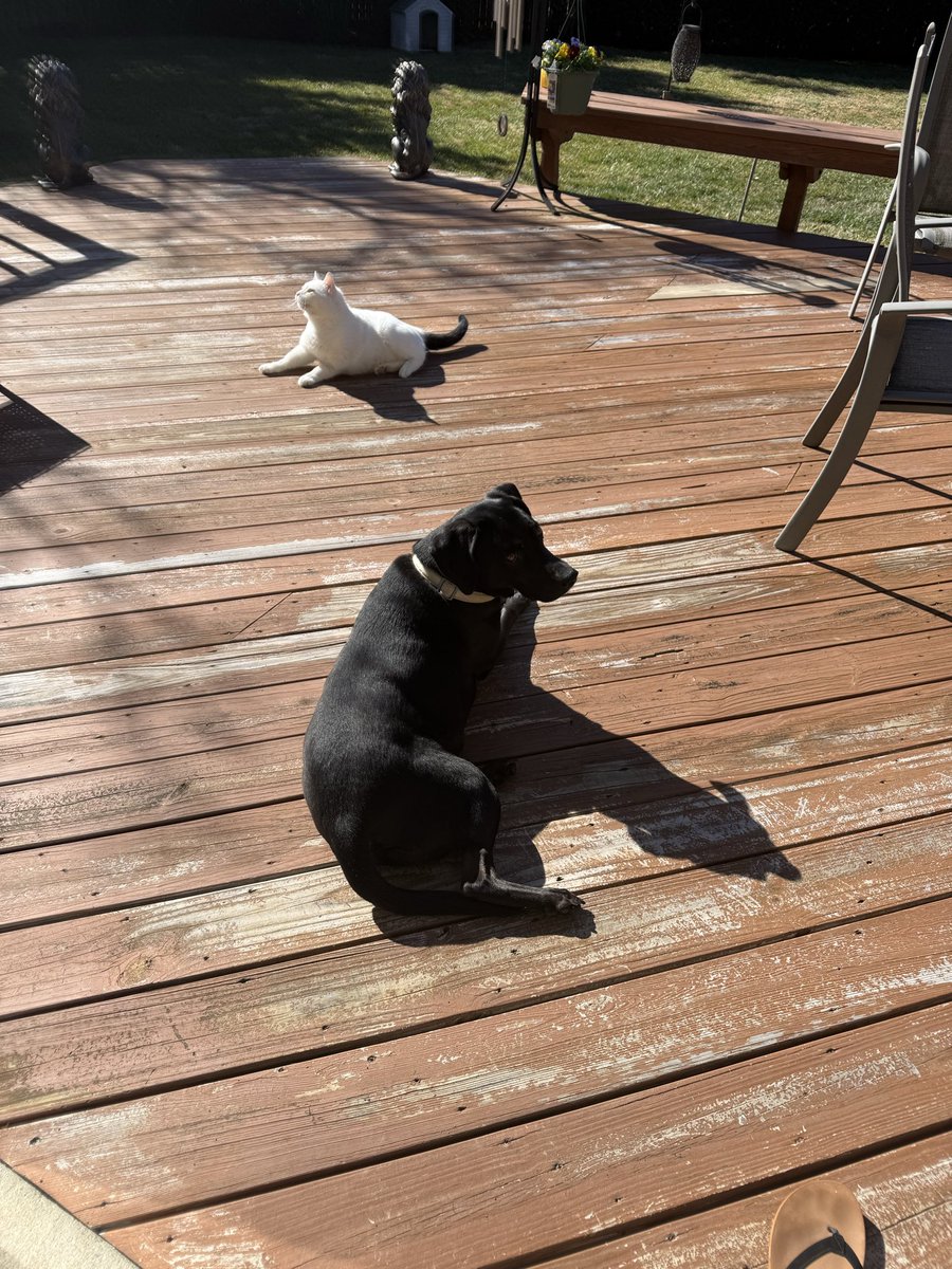 Mercedeh Sheikh tweet media