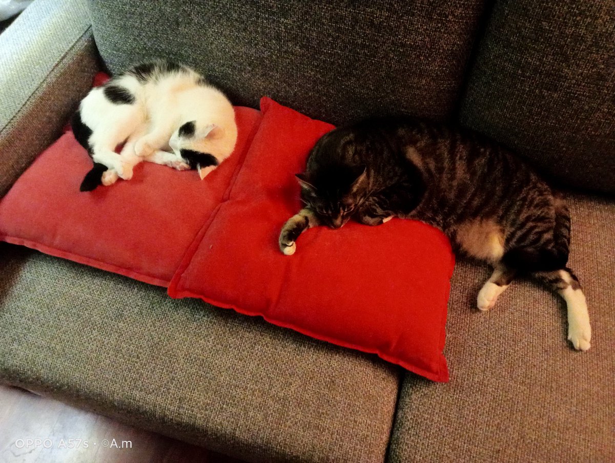 FiletMike's tweet photo. Tom and Jerry together on the couch https://t.co/yas2UIvEPp