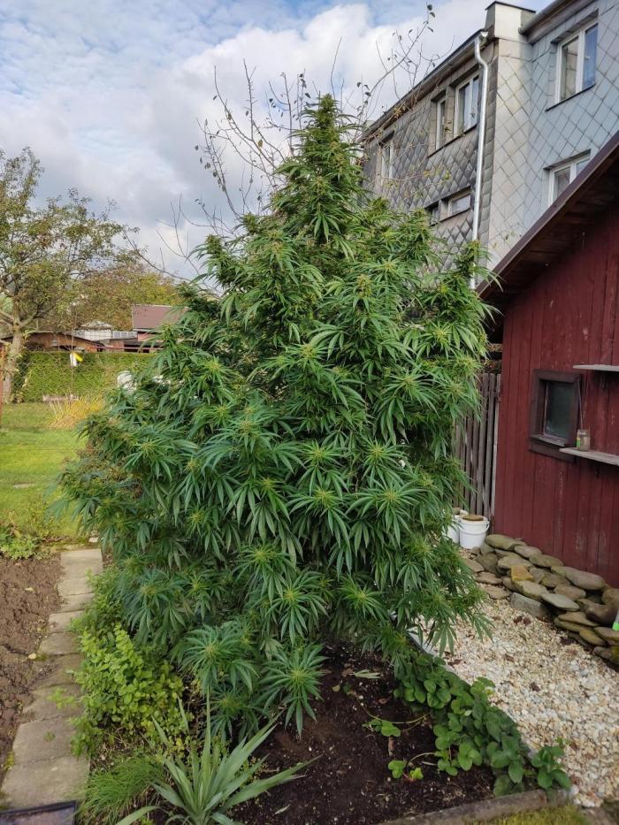 Spliff Seeds ® tweet media