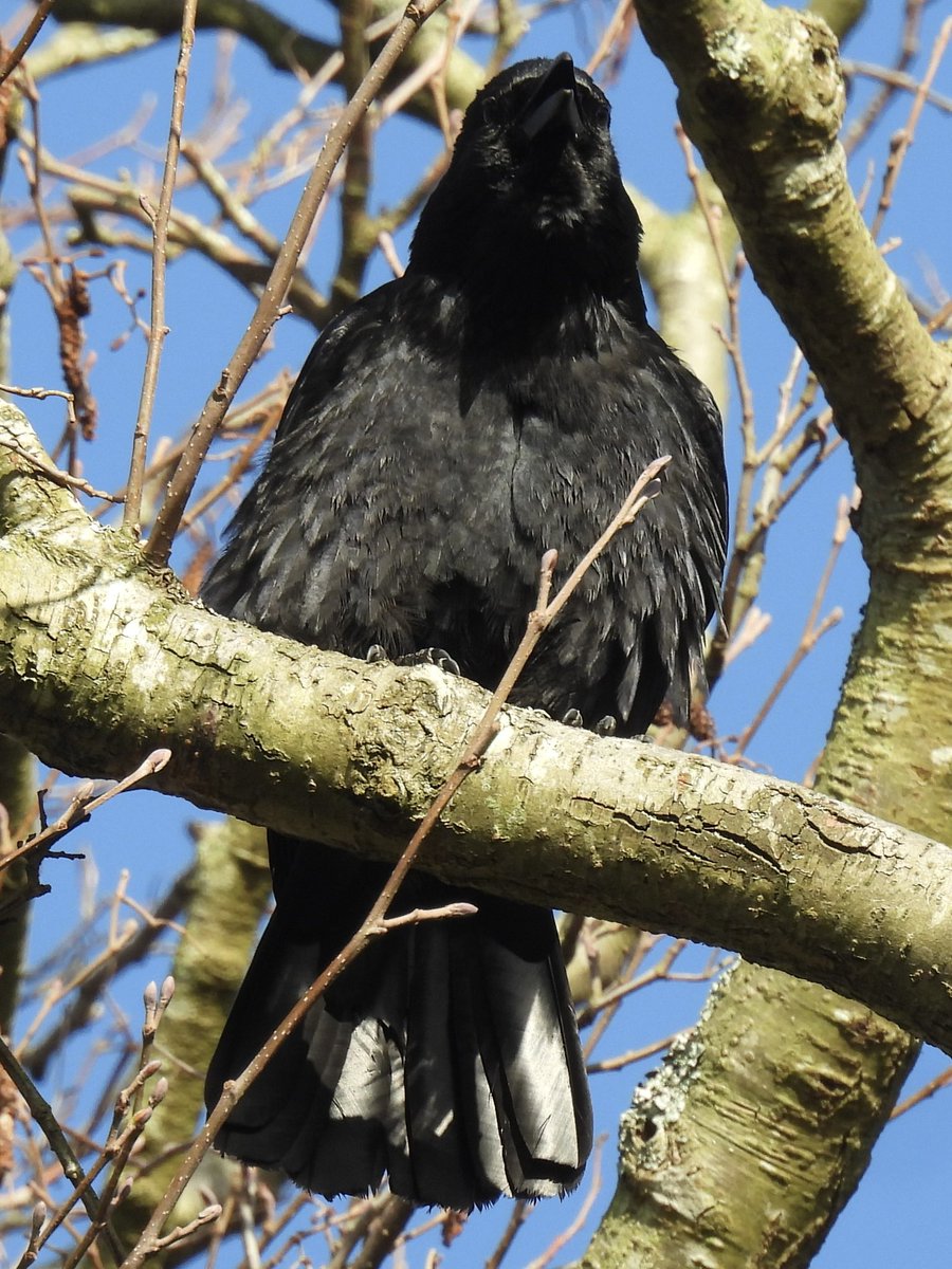 Palumbus_Pics's tweet image. Caw! #crow #birds #naturephotography