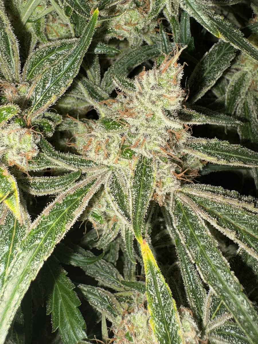 Ohio Grows Organic tweet media