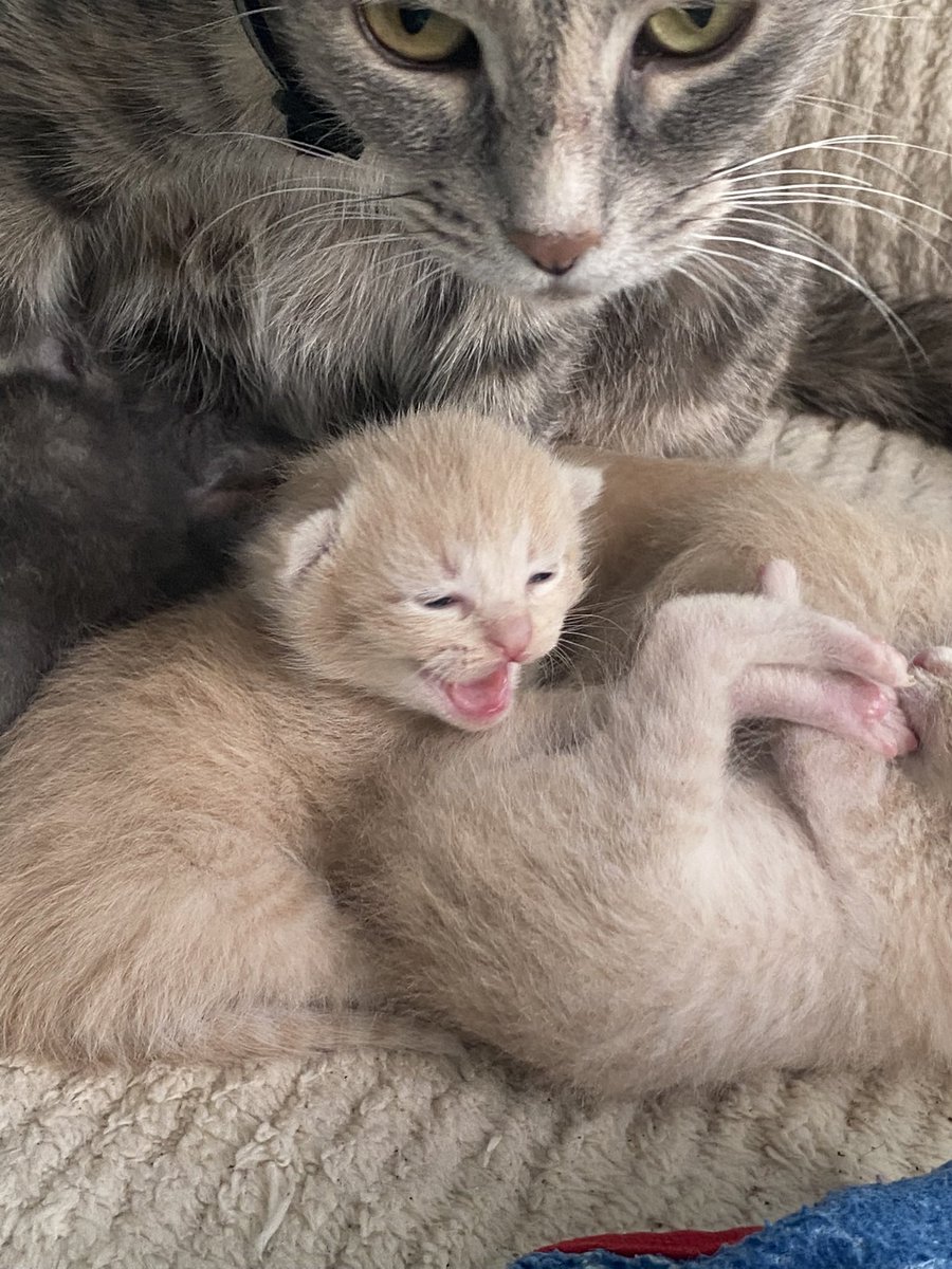 Galactic Shaman 🔮👁️ 3rd Eye Priestess tweet media