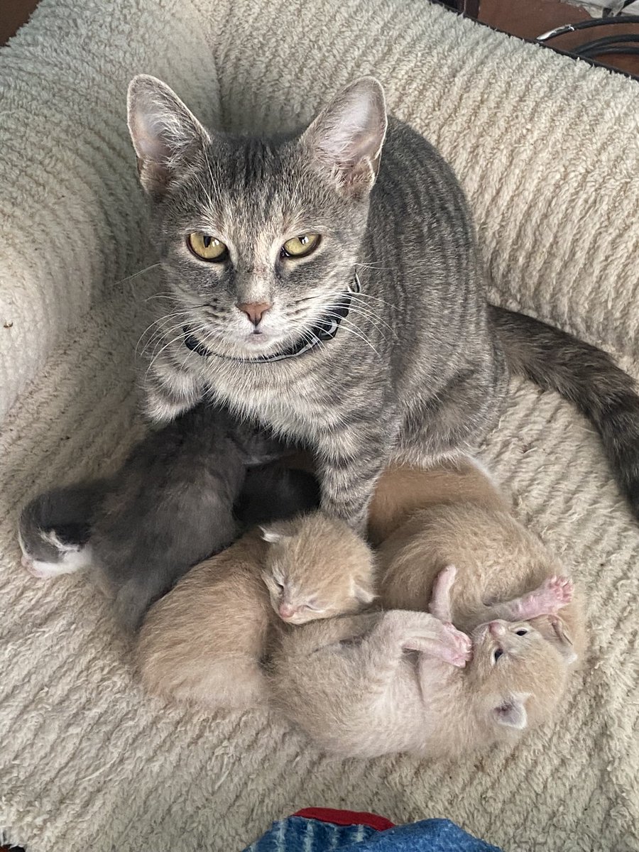 Galactic Shaman 🔮👁️ 3rd Eye Priestess tweet media