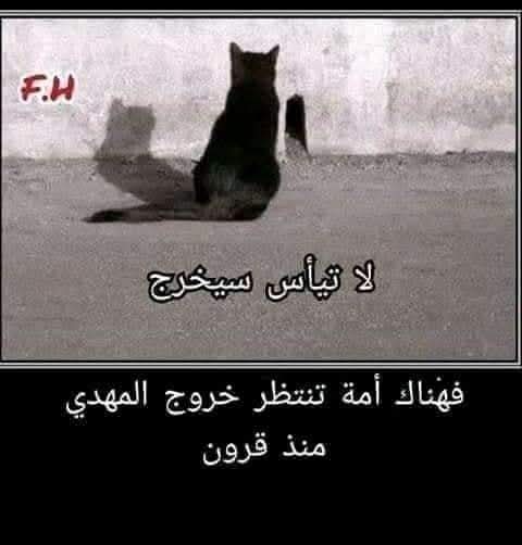 عقل مثقف tweet media