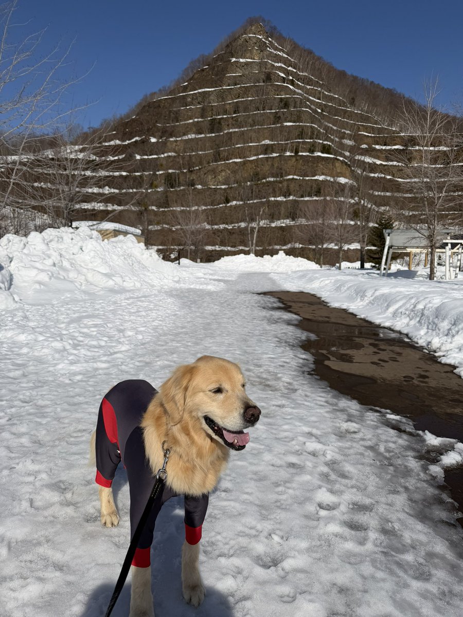 レン🐶ゴールデンレトリバー tweet media