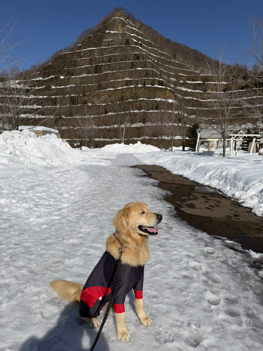 レン🐶ゴールデンレトリバー tweet media