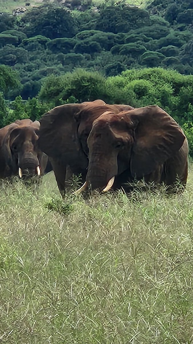 SatchelleGlobal's tweet photo. Getting ready for a safari during rainy season in Tanzania? #traveltips all you need to do is bring an umbrellas and patience, animals will hide during rain, but once the sun is out they are back in the open. Expect amazing pictures! #tanzania https://t.co/725BHgDgVQ