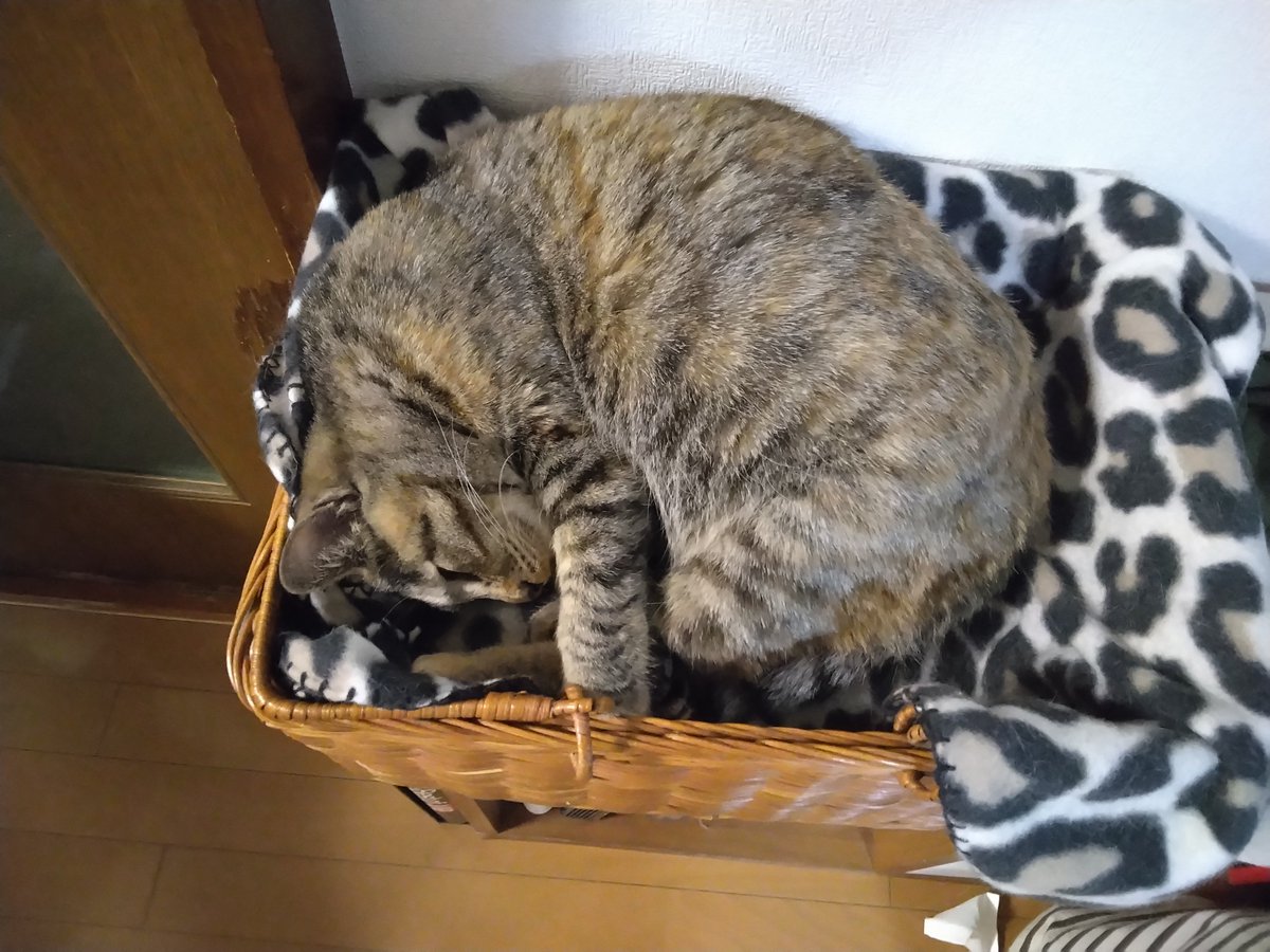 純akaサバイバー tweet media