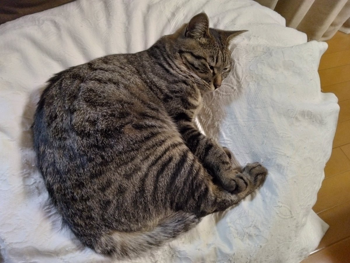 純akaサバイバー tweet media