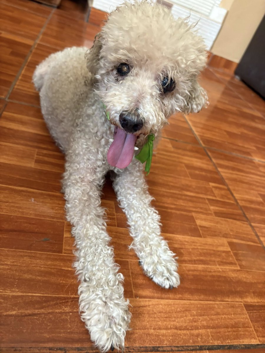 Callao Noticias tweet media