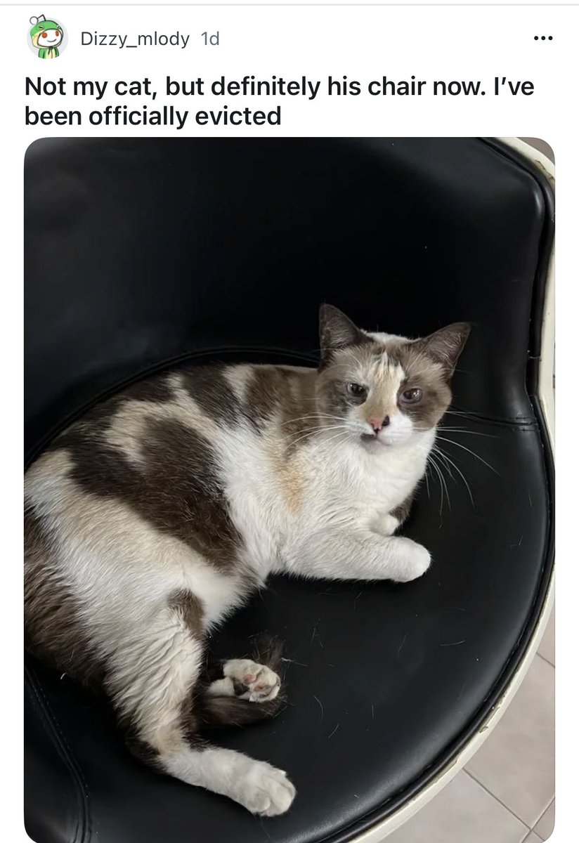 cats with powerful aura tweet media