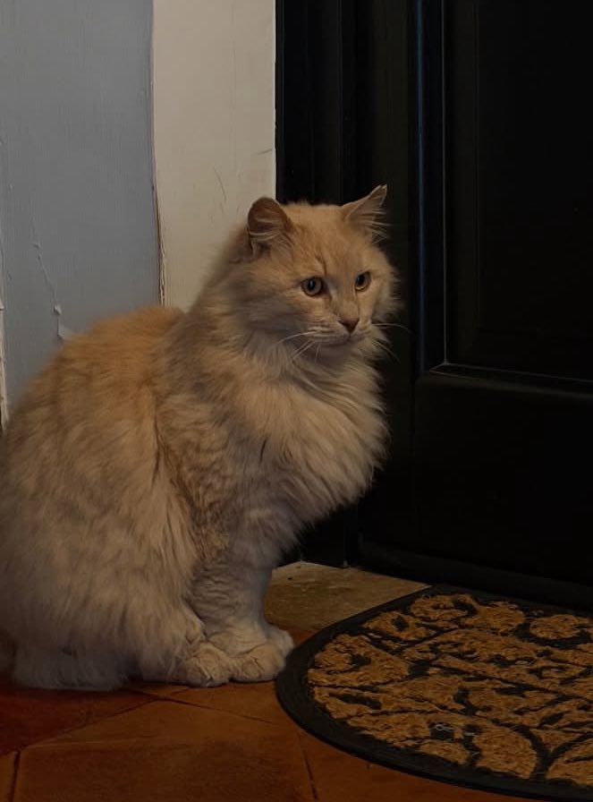 sfogoallamiseria CAMPIONE D’ITALIA🇵🇸 tweet media