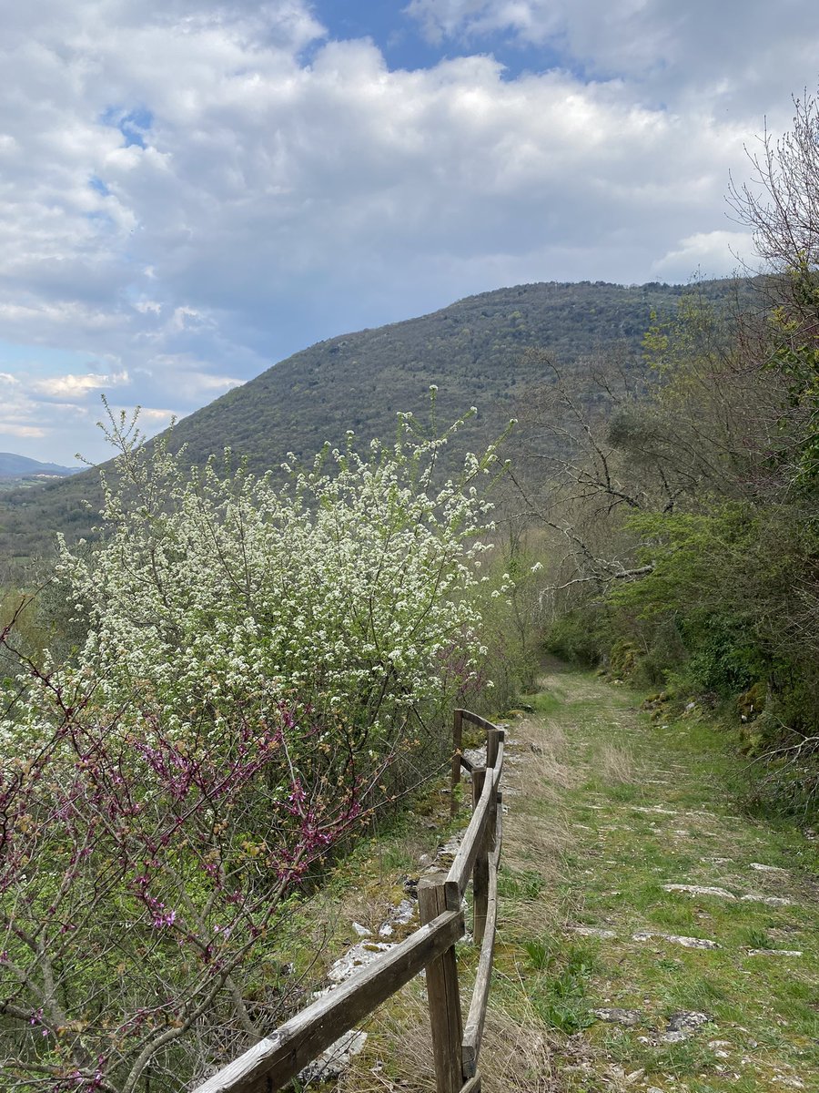 sfogoallamiseria CAMPIONE D’ITALIA🇵🇸 tweet media
