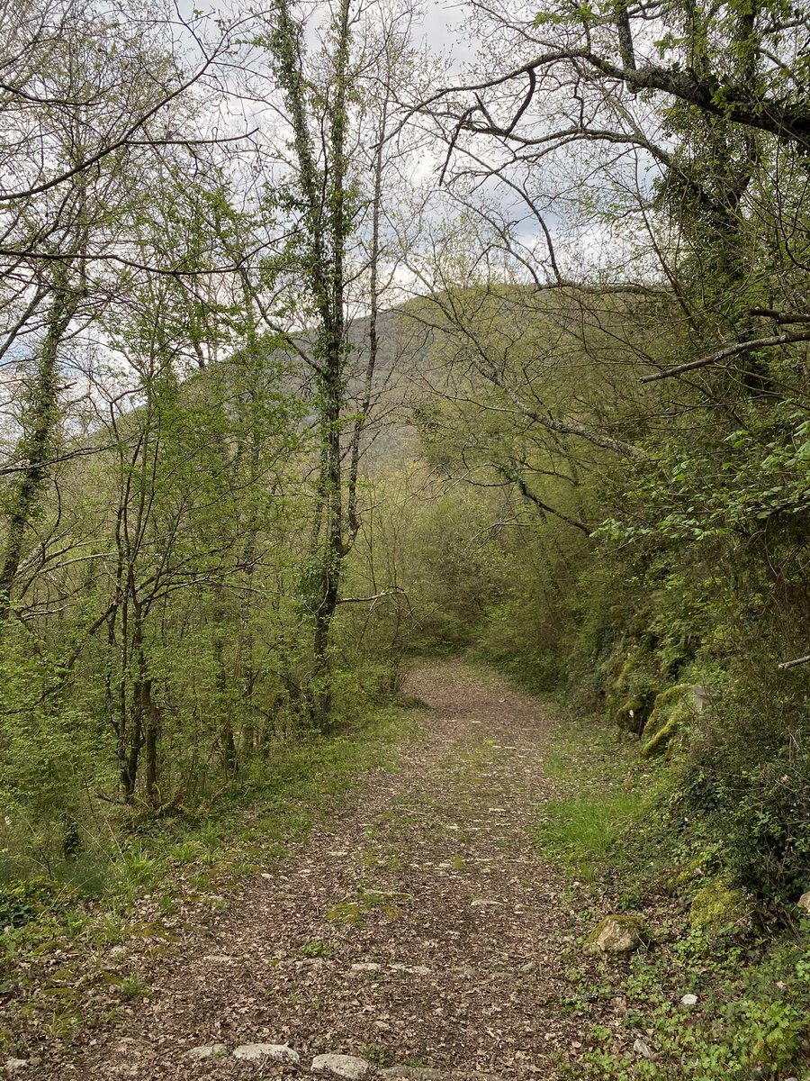 sfogoallamiseria CAMPIONE D’ITALIA🇵🇸 tweet media