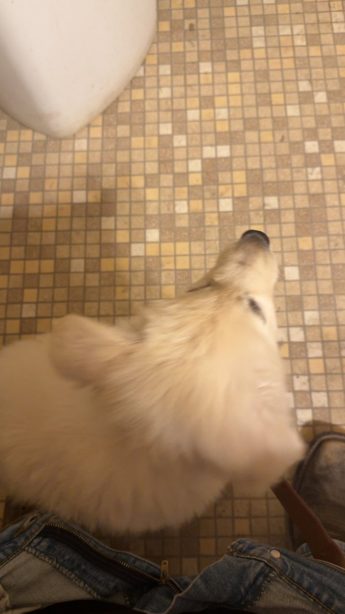 The Chief tweet media