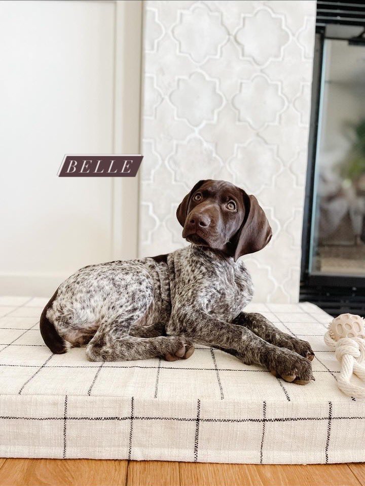 Belle is Beautiful 
TileEverything
