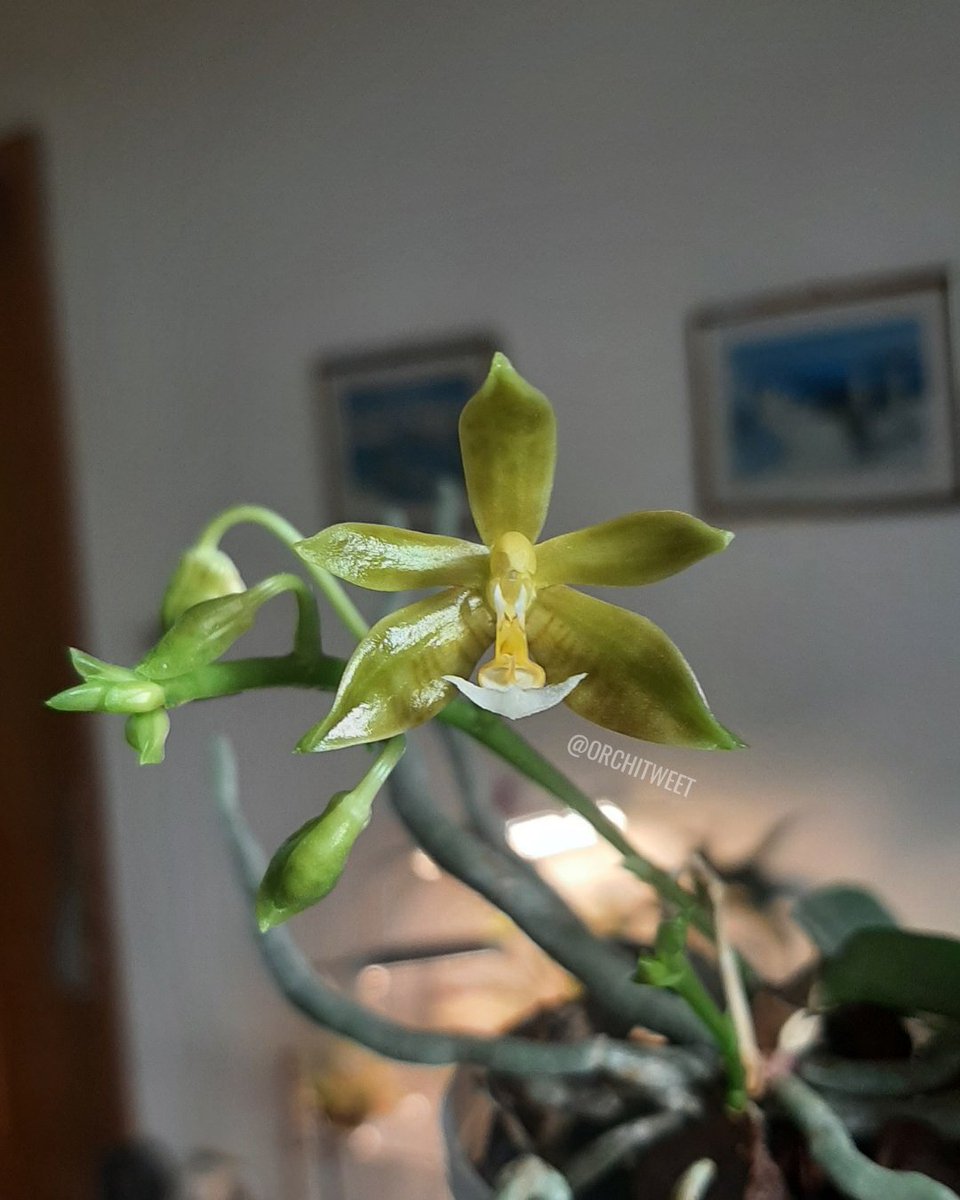 Orchidofilia tweet media